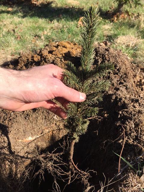 white spruce seedling