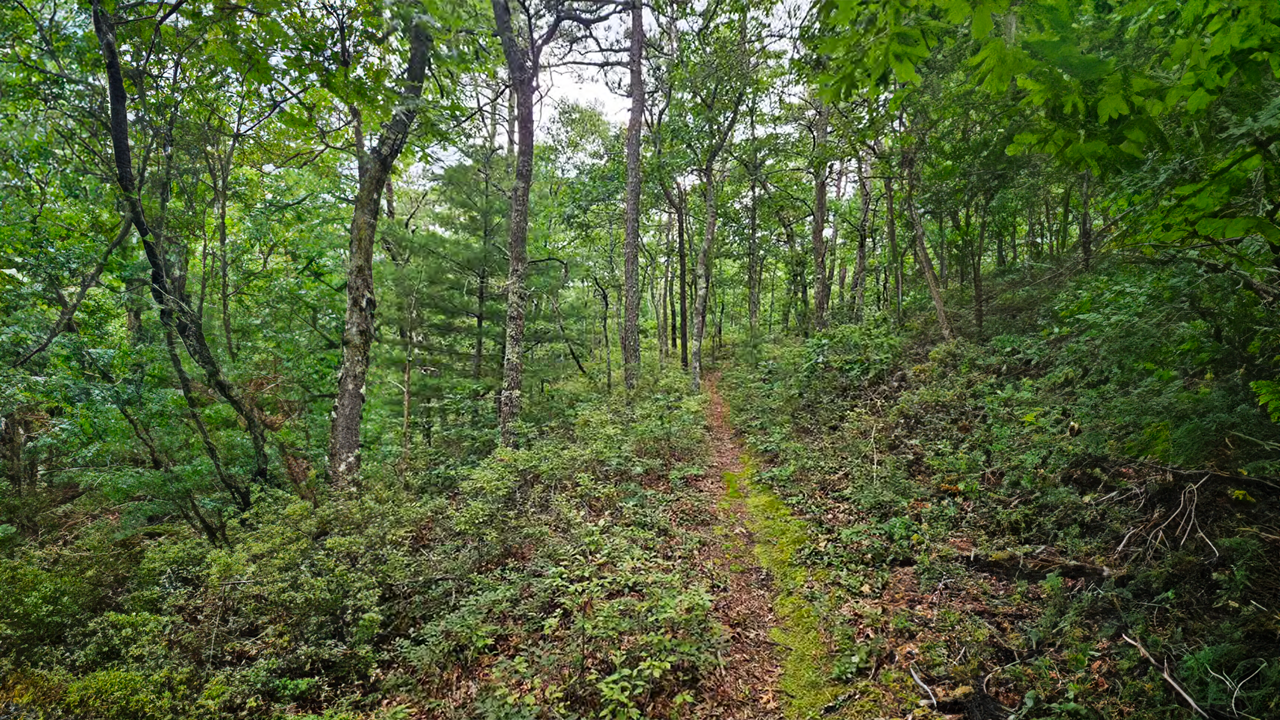 Austin Woods