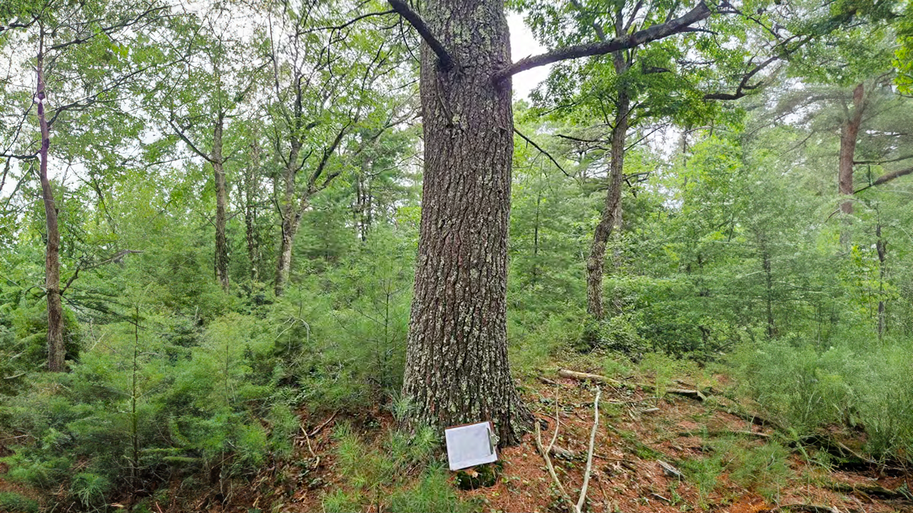 Austin Woods