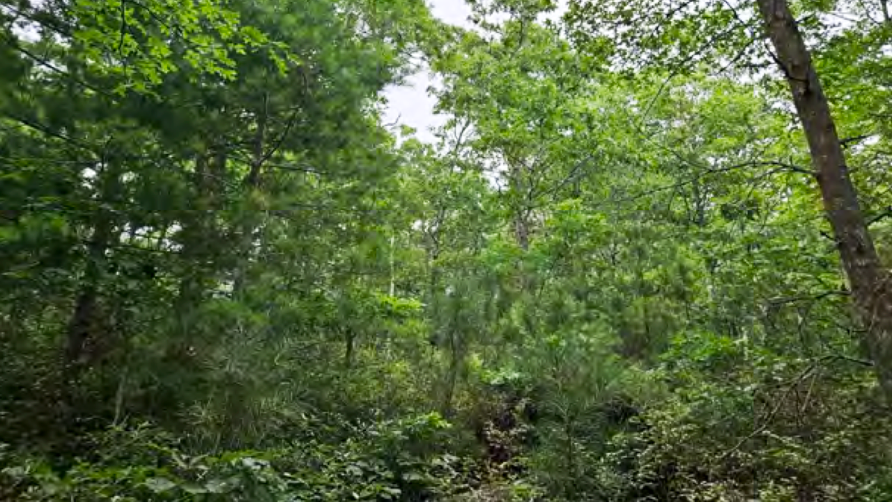 Austin Woods