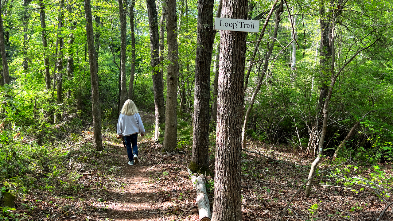 Baxendale Woods