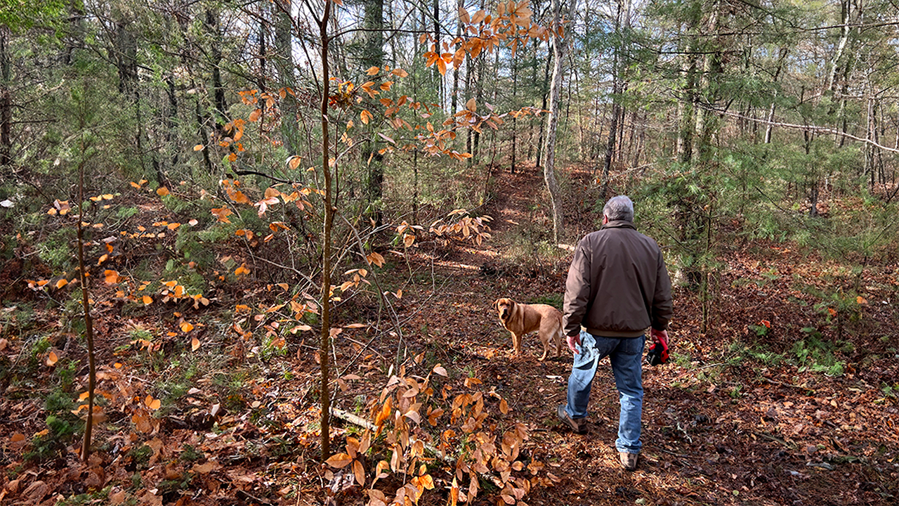 Baxendale Woods