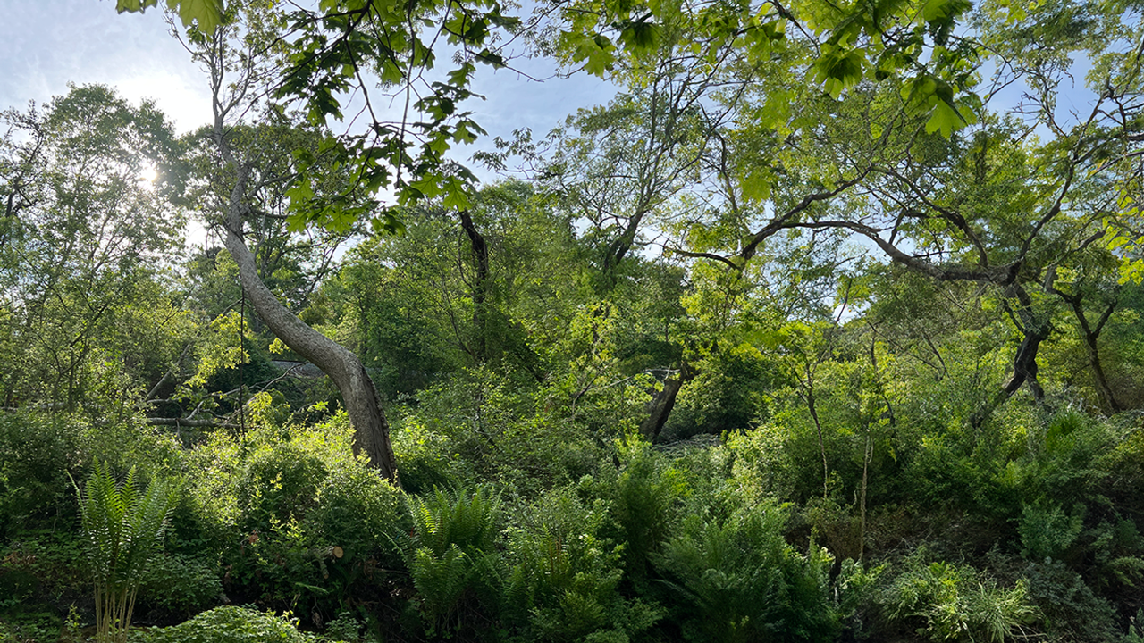 Baxendale Woods