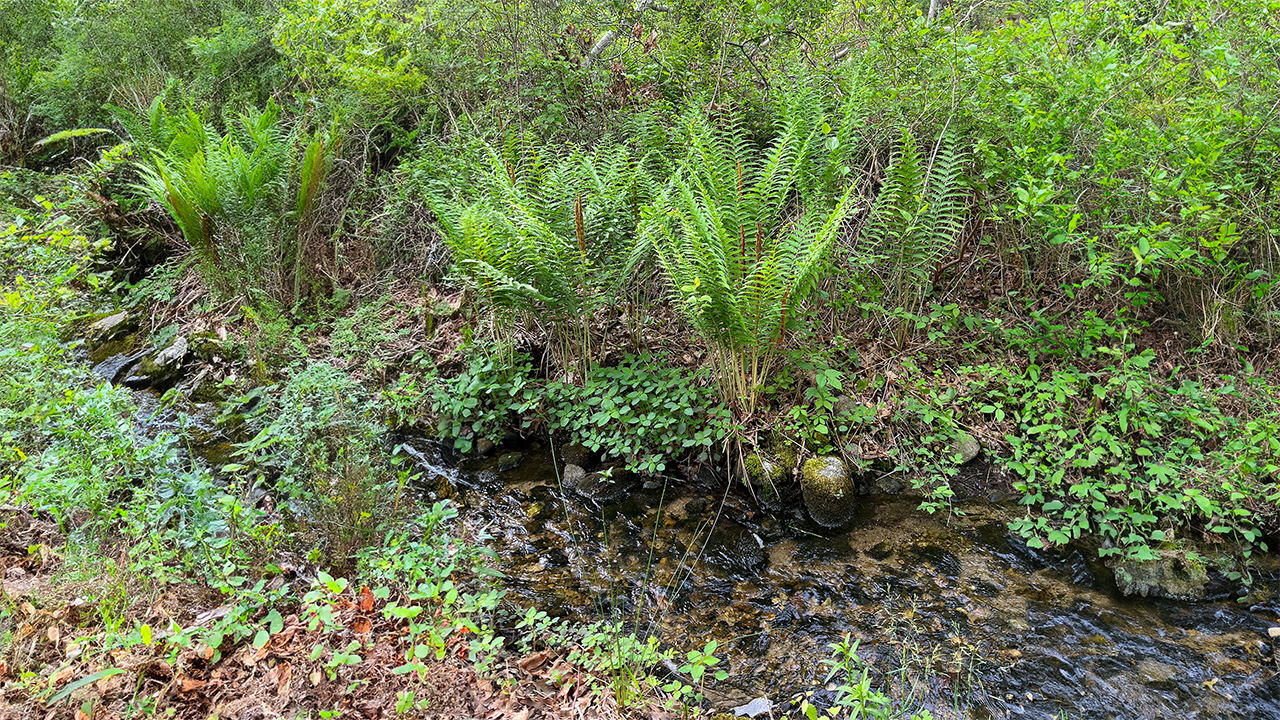 Baxendale Woods