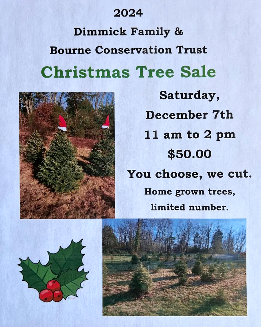 BCT Christmas Tree SALE!