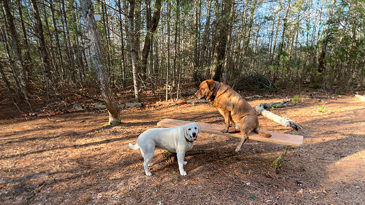 Bourne Sisters Woodland