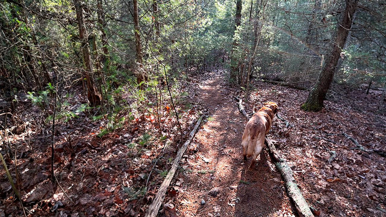 Bourne Sisters Woodland