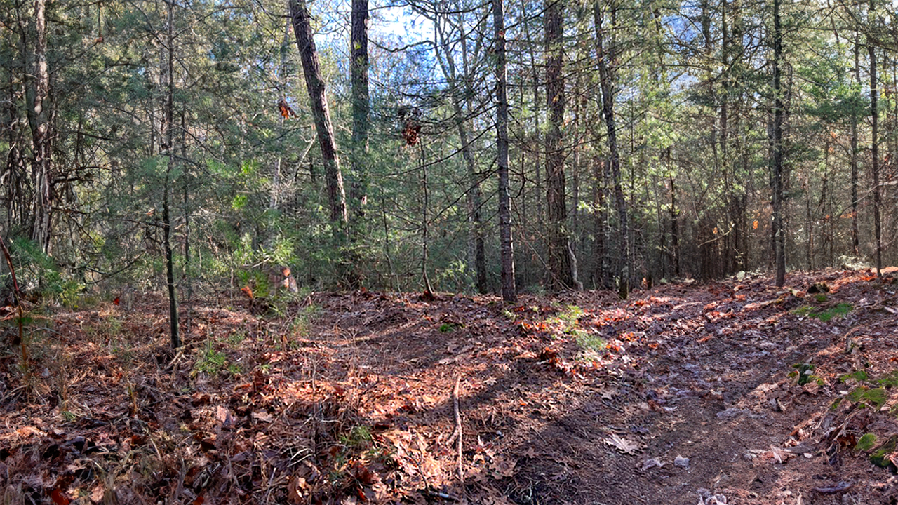 Bourne Sisters Woodland