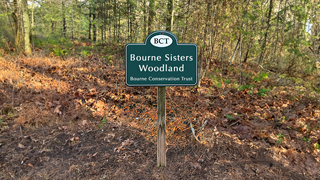 Bourne Sisters Woodland