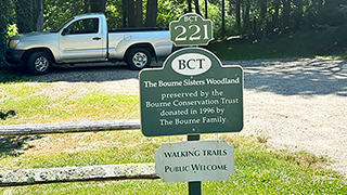 Bourne Sisters Woodland