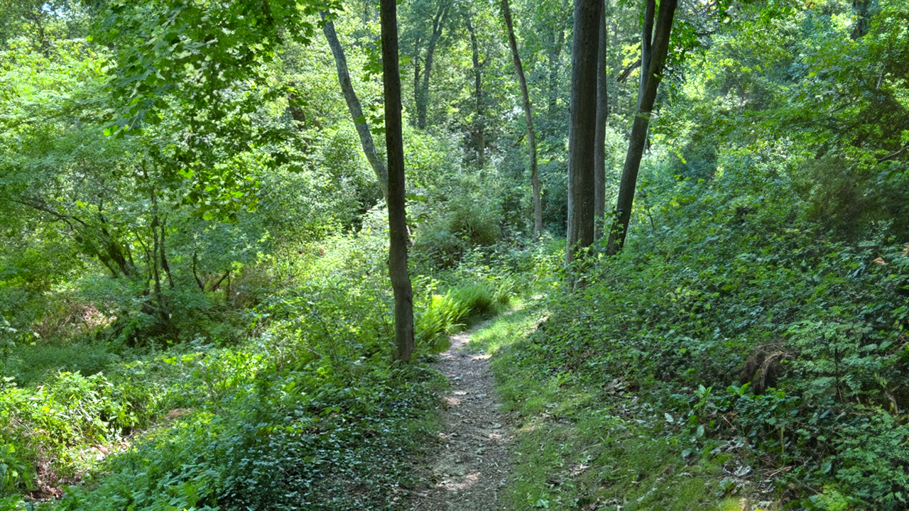 Bourne Sisters Woodland