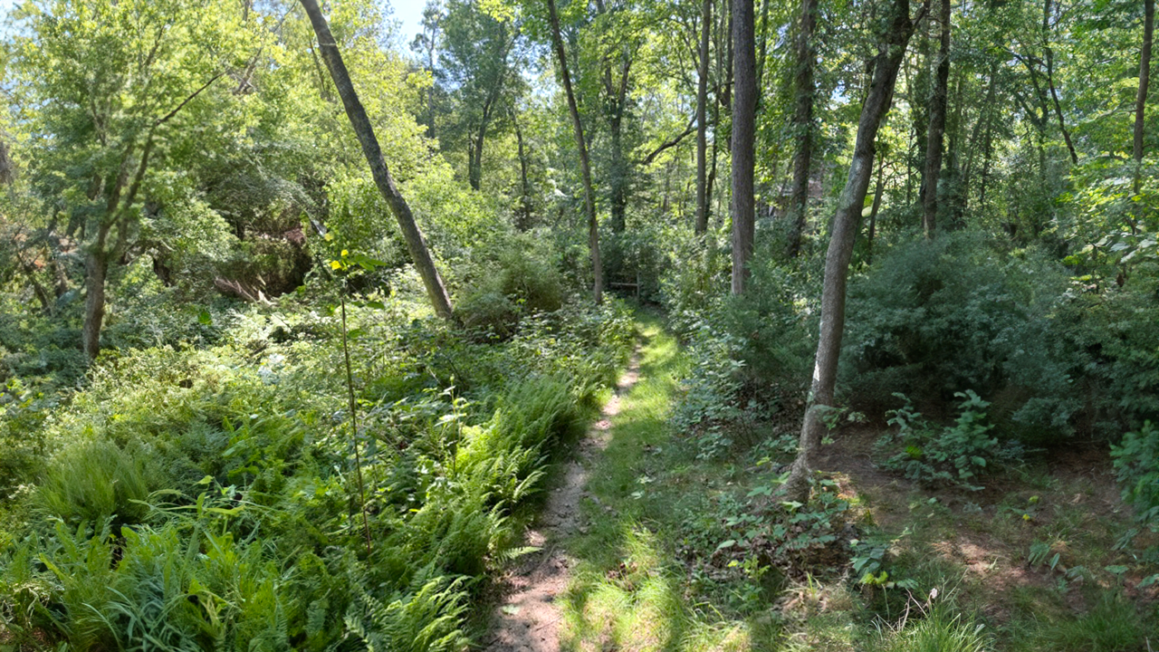 Bourne Sisters Woodland