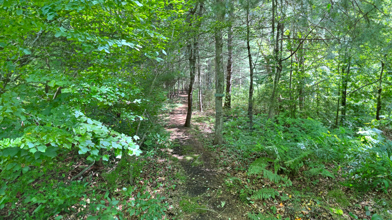 Bourne Sisters Woodland