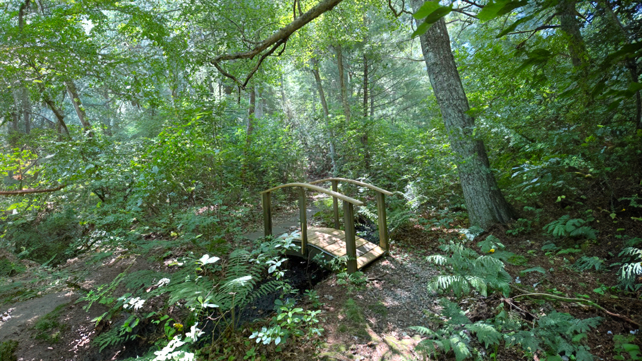Bourne Sisters Woodland