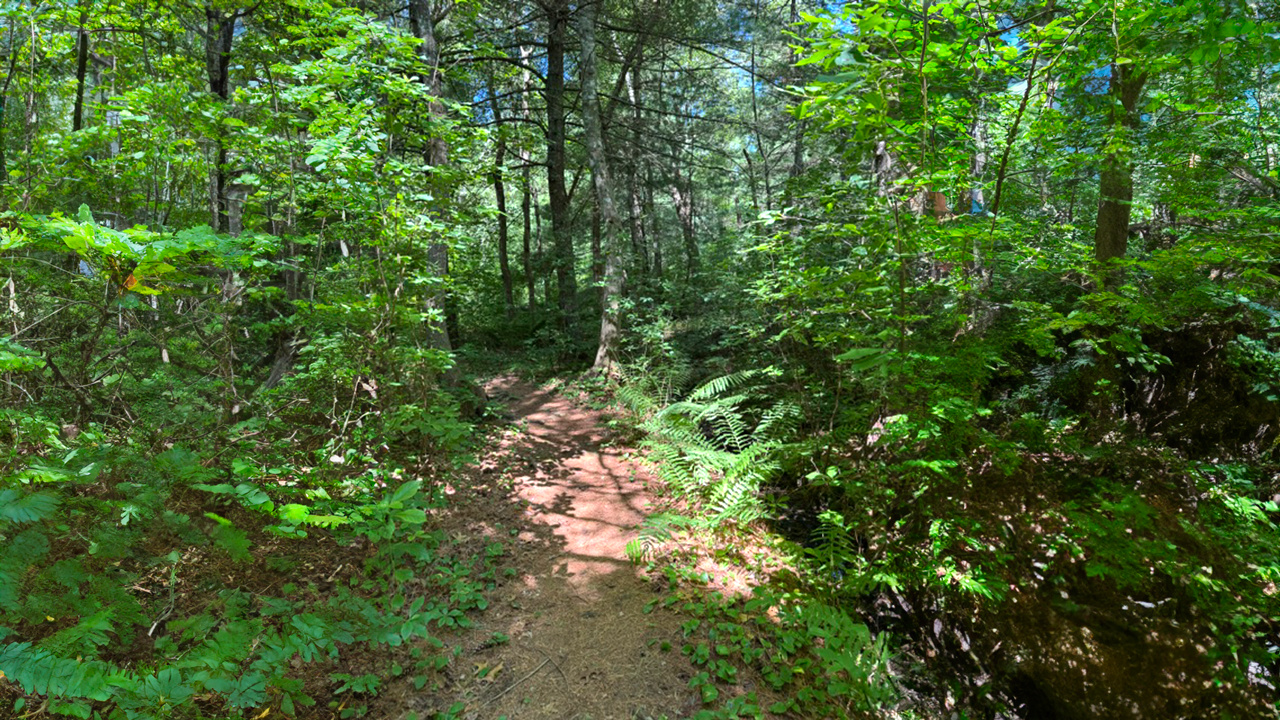 Bourne Sisters Woodland