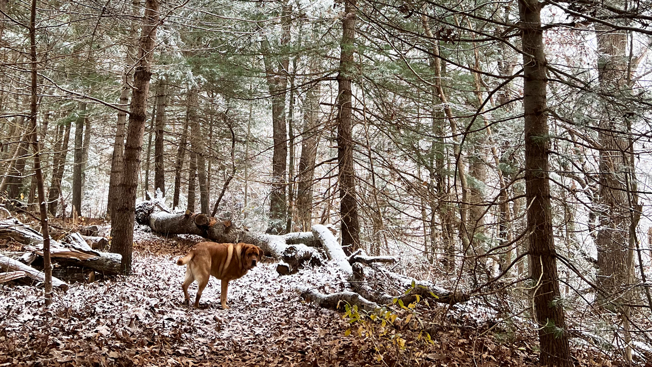 Cataumet Greenway