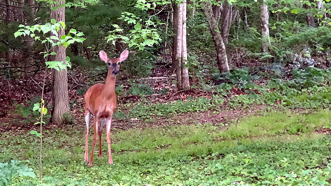 Cataumet Greenway