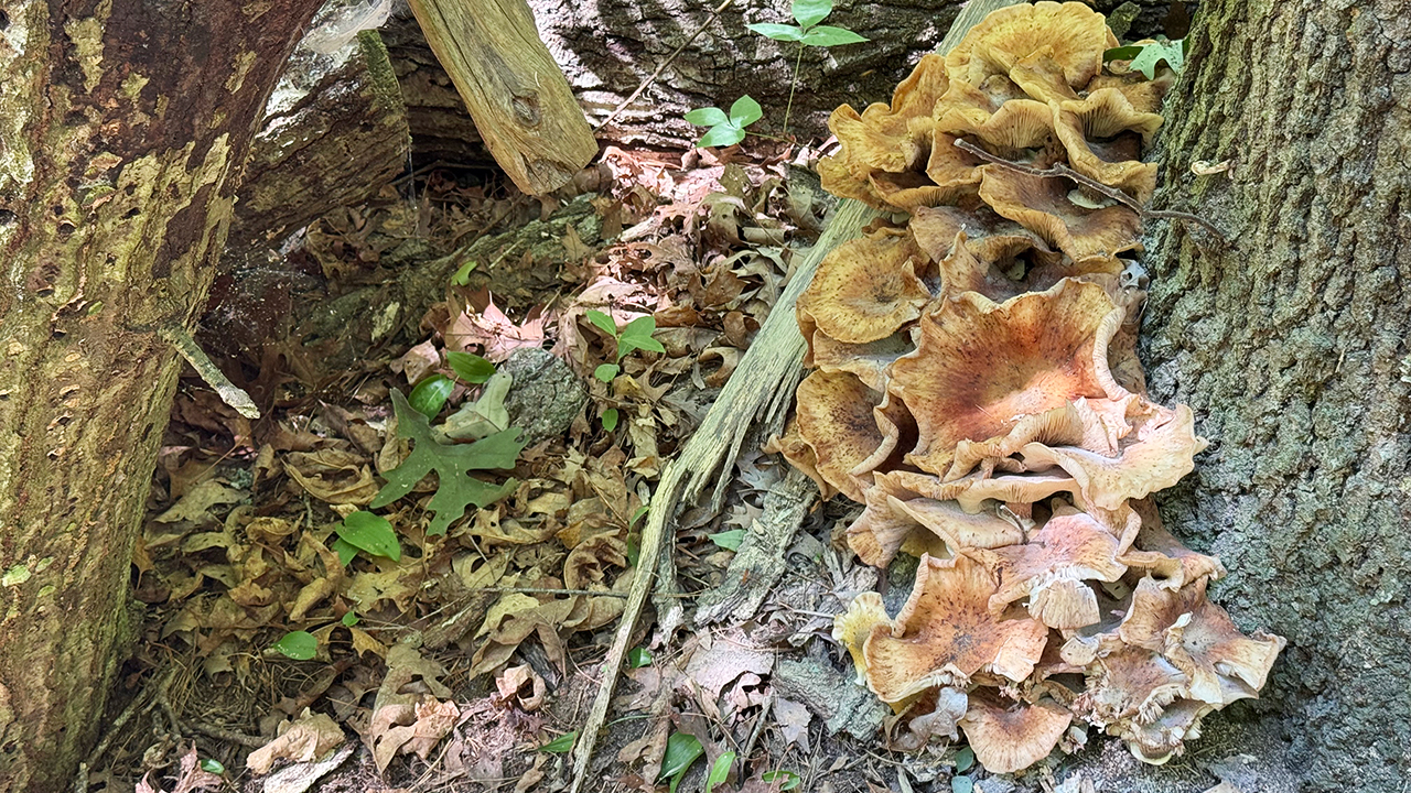 Nickerson Conservation